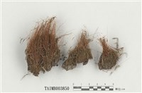 藏品(絲瓜苔)的圖片